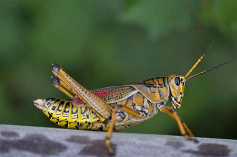 Grasshopper Bugs