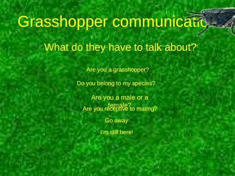 Grasshopper communication and mating