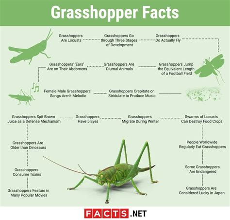 Grasshopper ecology