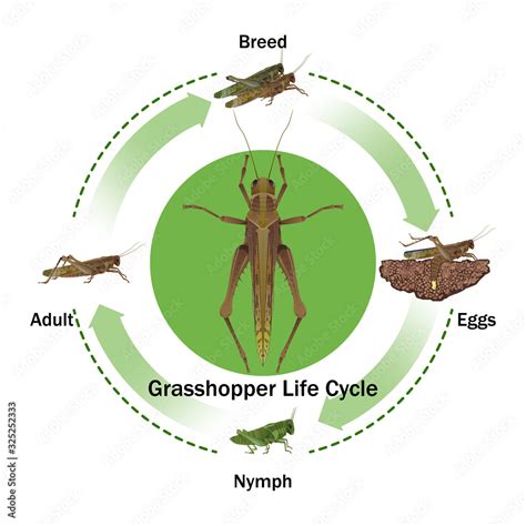 Grasshopper evolution