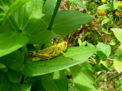 Grasshopper habitat and distribution