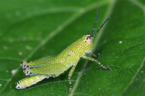 Grasshopper habitat