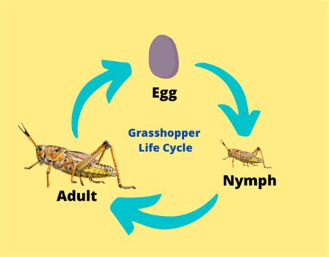 Grasshopper life cycle