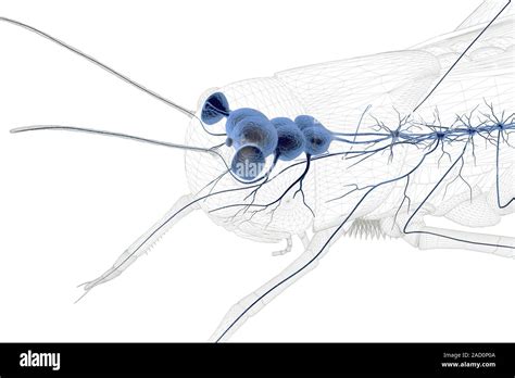 Grasshopper nervous system and sensory organs