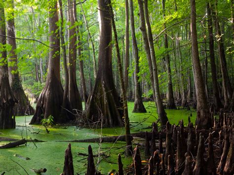 Great Dismal Swamp Landscape