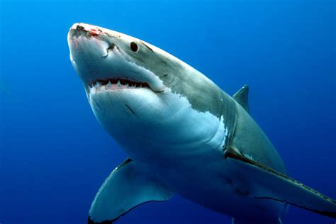 Great White Shark swimming in the ocean