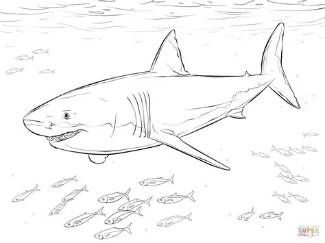 Great White Shark Coloring Page