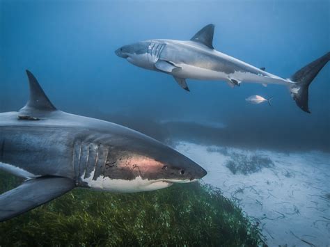 Great White Shark habitat