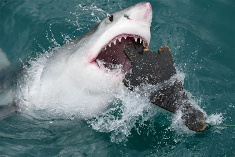 Great White Shark hunting a seal