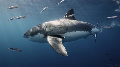 Great White Shark intelligence