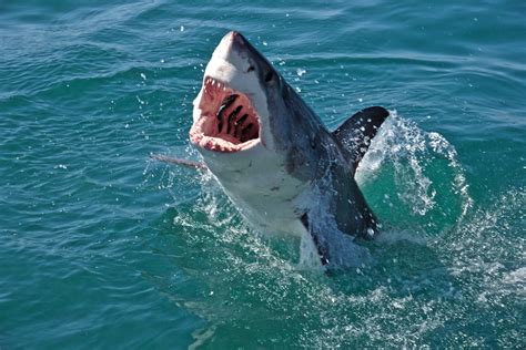 Great White Shark jaws