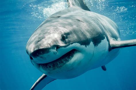 Great White Shark predator