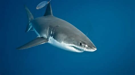 Great White Shark social behavior