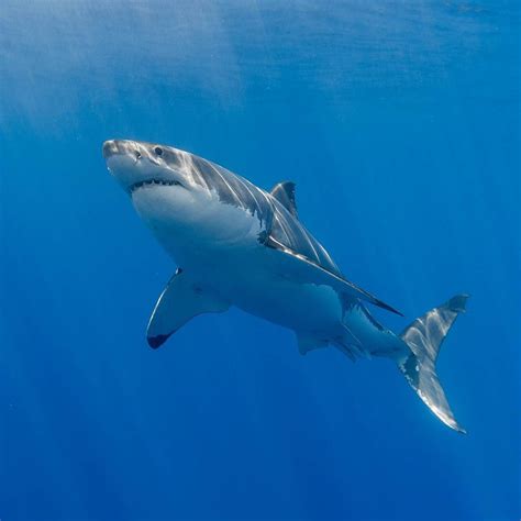 Great White Shark swimming in the ocean