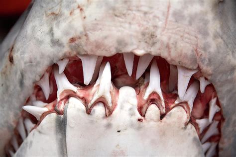 Great White Shark teeth