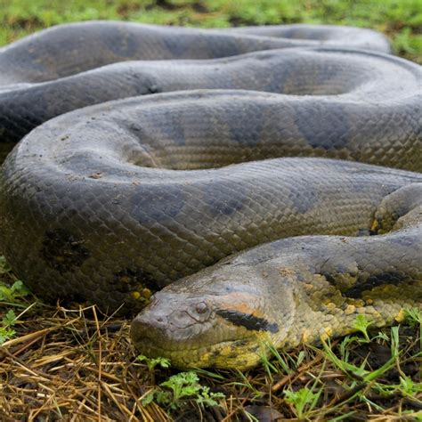 Green Anaconda