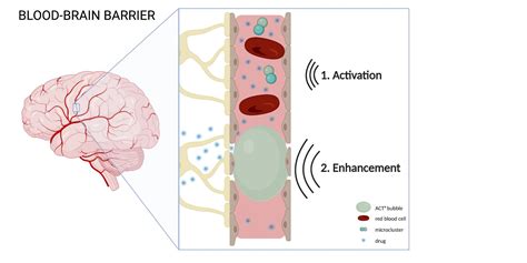 Gripman brain illustration