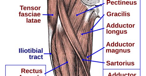 A diagram of groin muscle anatomy