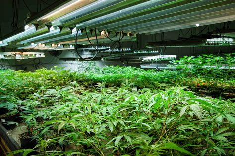 Grow Room Overview Page