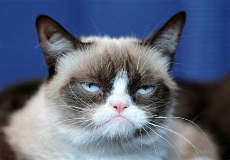 Grumpy Cat meme template