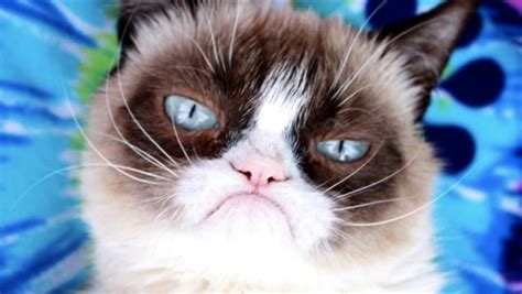 Grumpy Cat Meme Image