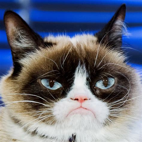 grumpy cat meme template