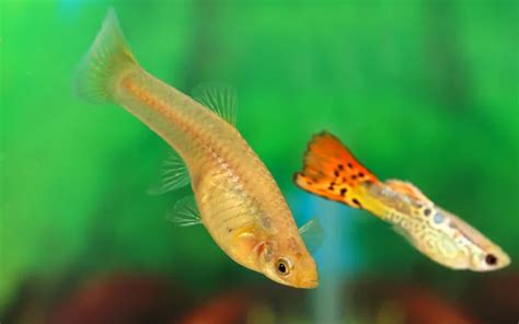 Guppy swimming in an aquarium