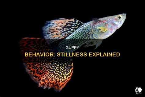 Guppy behavior in an aquarium