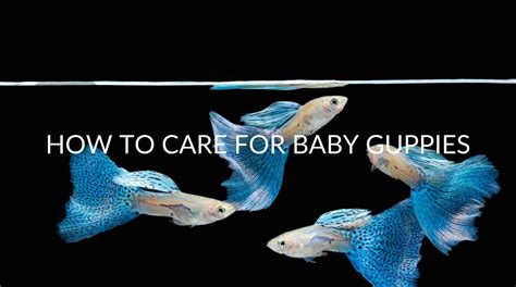 Guppy care tips