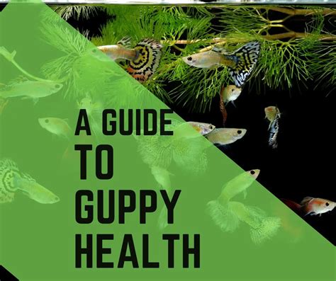 Guppy health tips