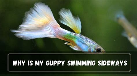 Guppy swimming in an aquarium