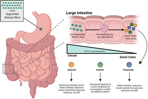 Gut microbiome and bile acids