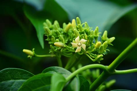 Gymnema Sylvestre herb