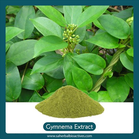 Gymnema Sylvestre herb