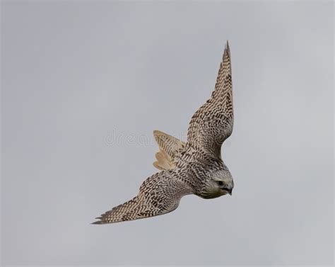 Gyrfalcon soaring