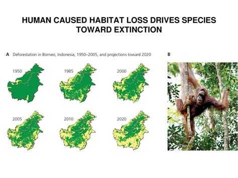 Habitat destruction and extinction risk