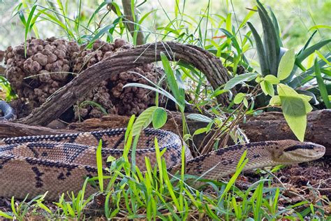 Habitats of Tropical Rainforest Snakes