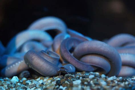 Hagfish