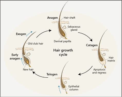 Mechanism of hair growth shampoos