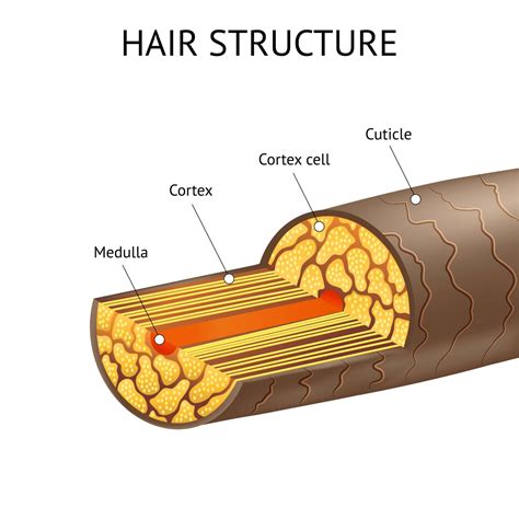 Hair Structure