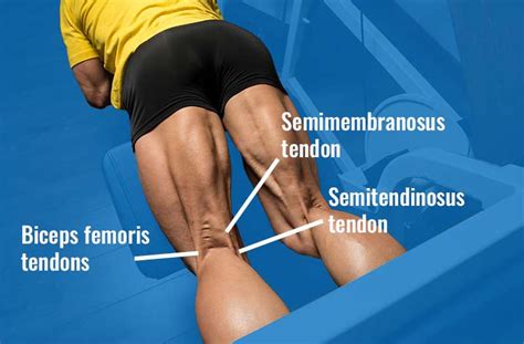 Hamstring Tendons