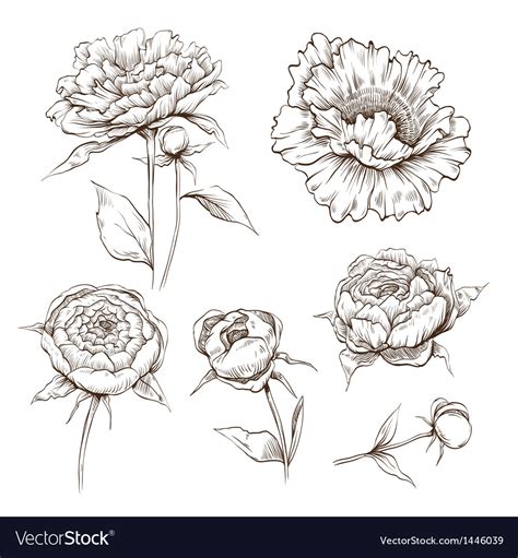 Hand-Drawn Peony Flowers