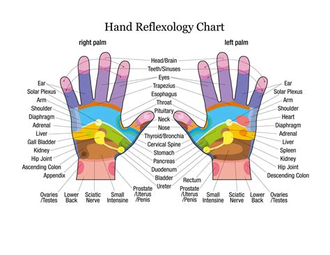 Hand Reflexology Chart Printable