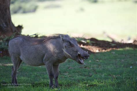 Warthog in a happy environment