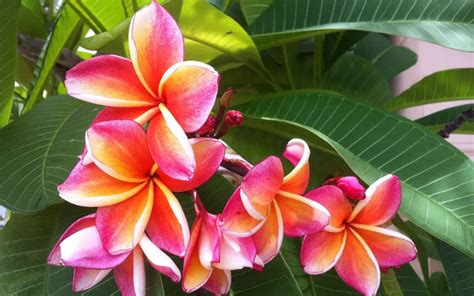 Hawaiian flowers in a tropical setting