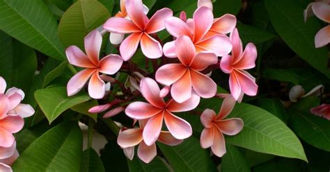 A detailed illustration of Hawaiian flowers and their meanings