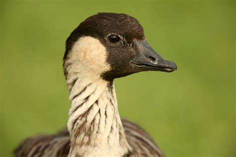 Hawaiian Goose