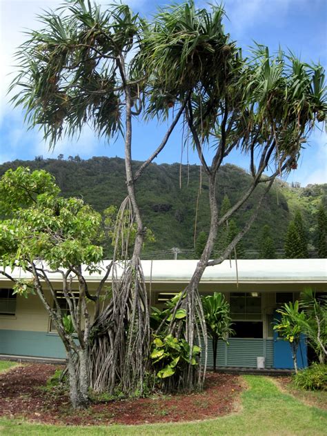 Hawaiian Native Trees Conservation