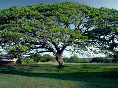 Hawaiian Native Trees Gallery