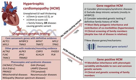 HCM CCSD working mechanisms